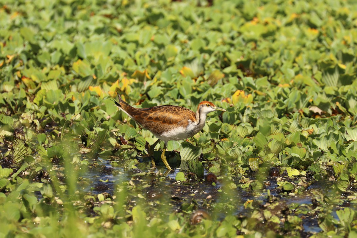 Pheasant-tailed Jacana - ML381350671