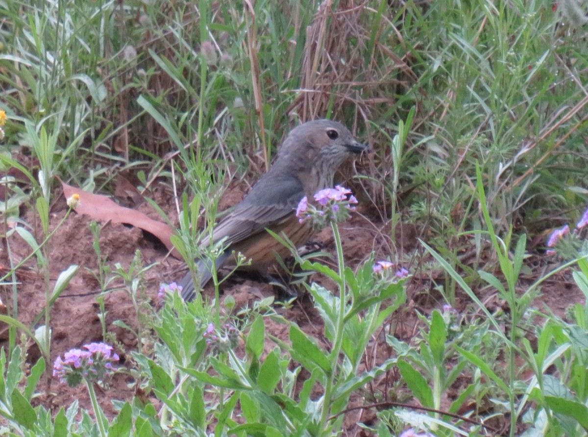 Rufous Whistler - ML381354651