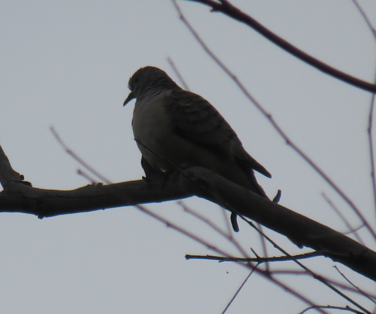Peaceful Dove - ML381356851