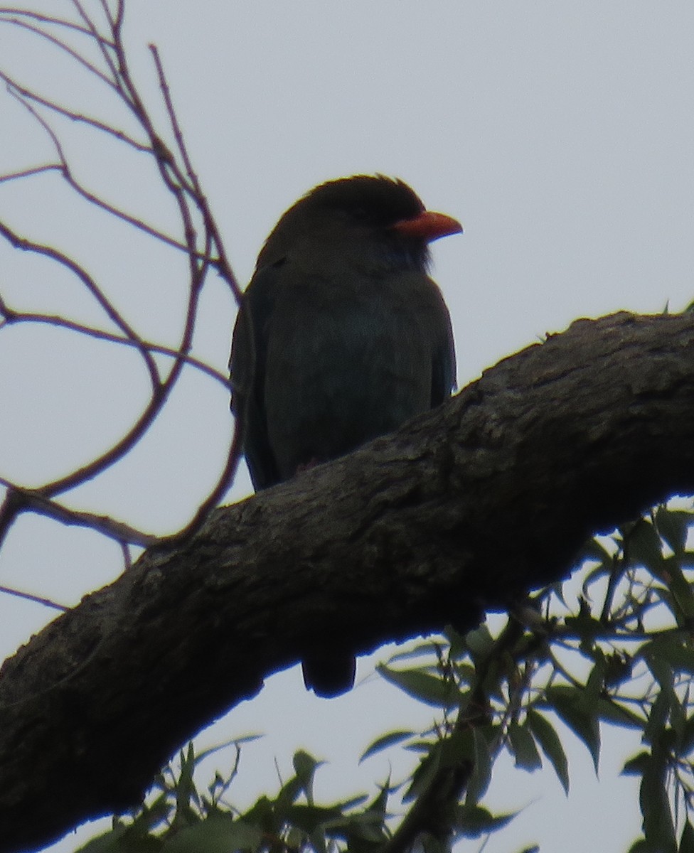 Dollarbird - ML381356901