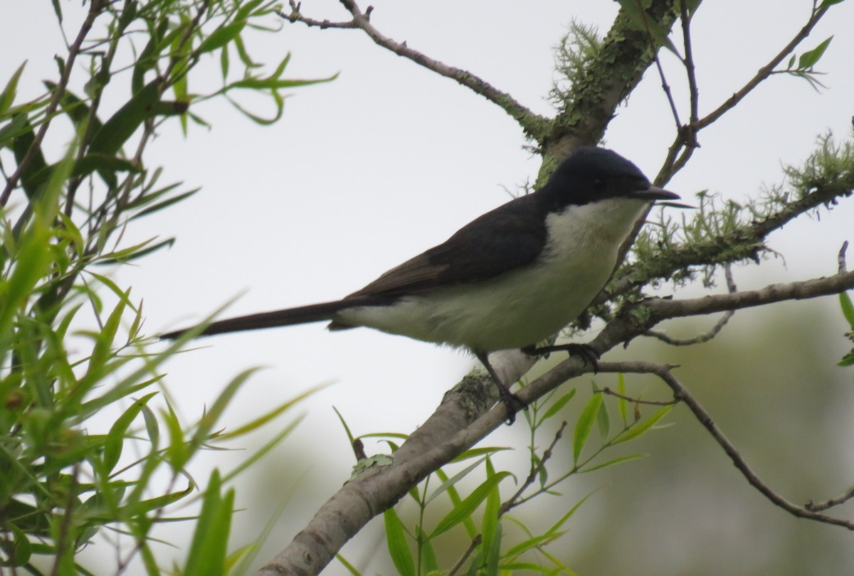 Restless Flycatcher - ML381356981