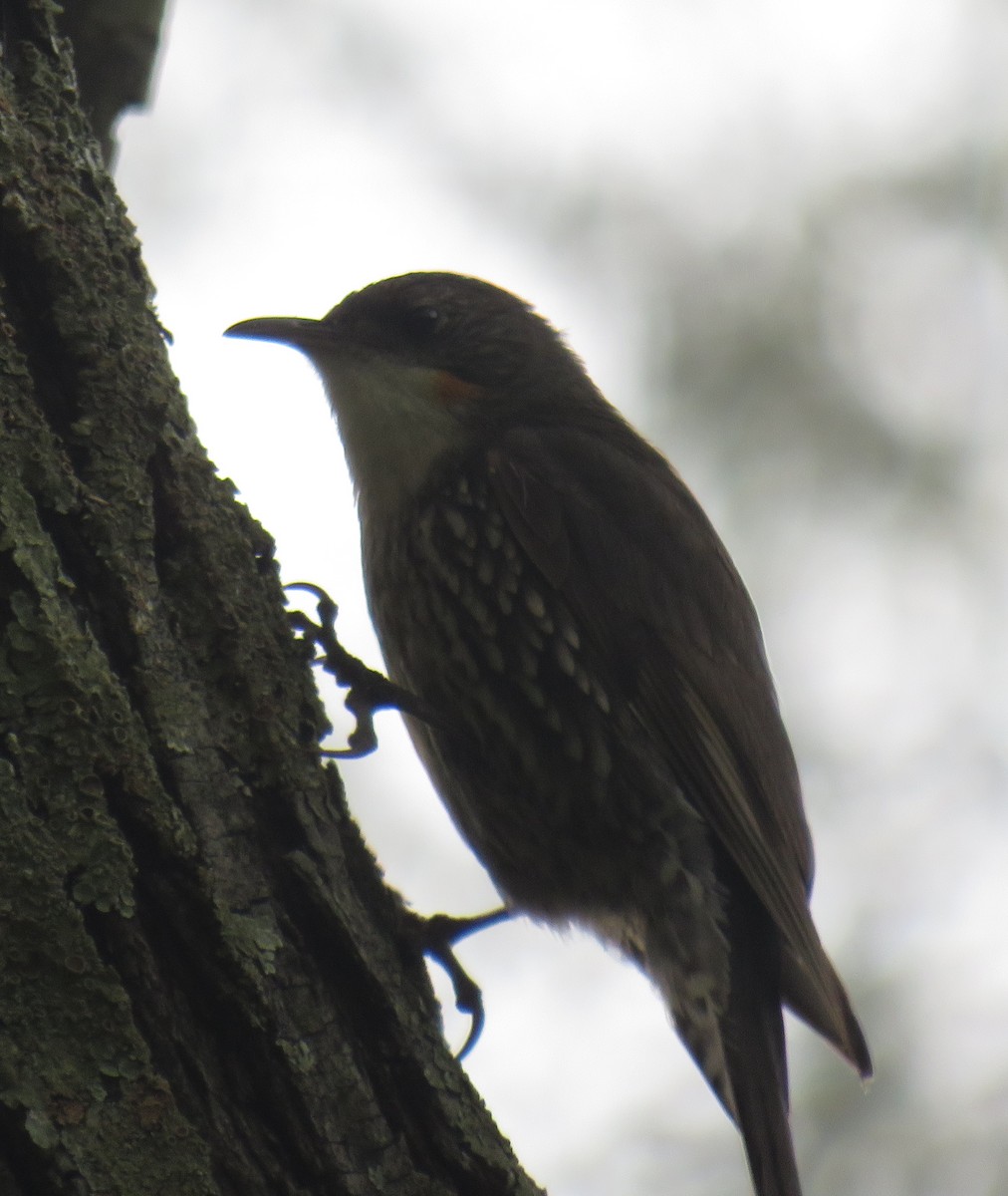 White-throated Treecreeper - ML381357001