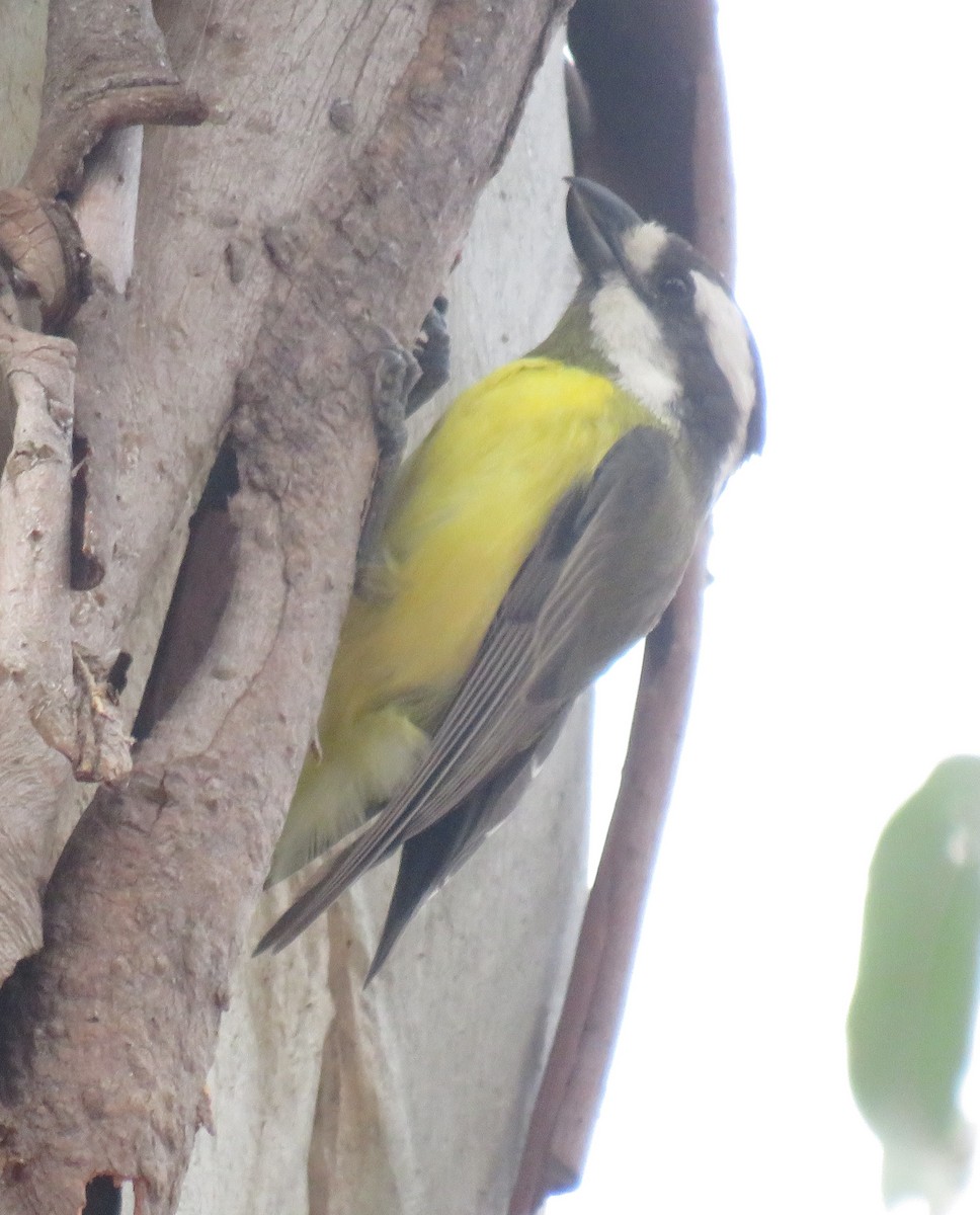 Eastern Shrike-tit - ML381357031