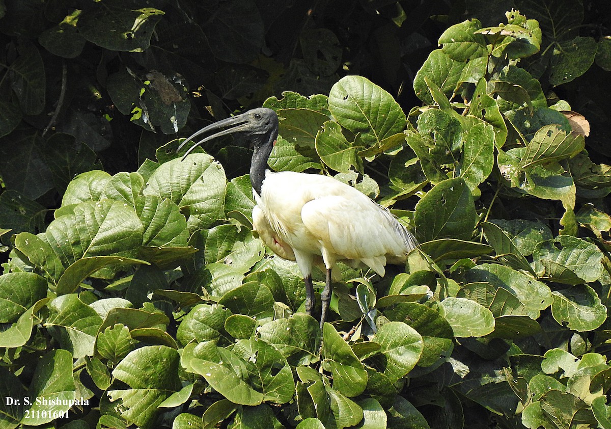 Ibis burubeltza - ML381357921
