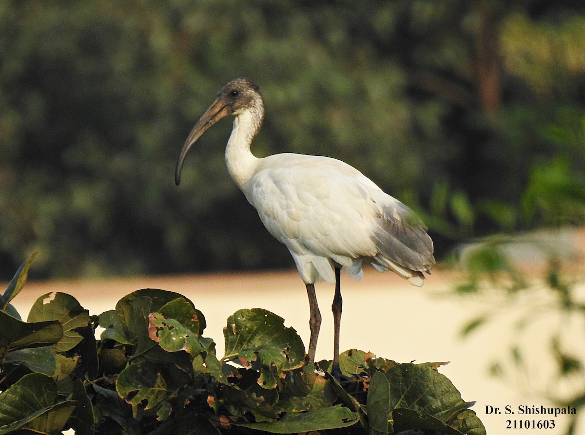 Ibis burubeltza - ML381357931