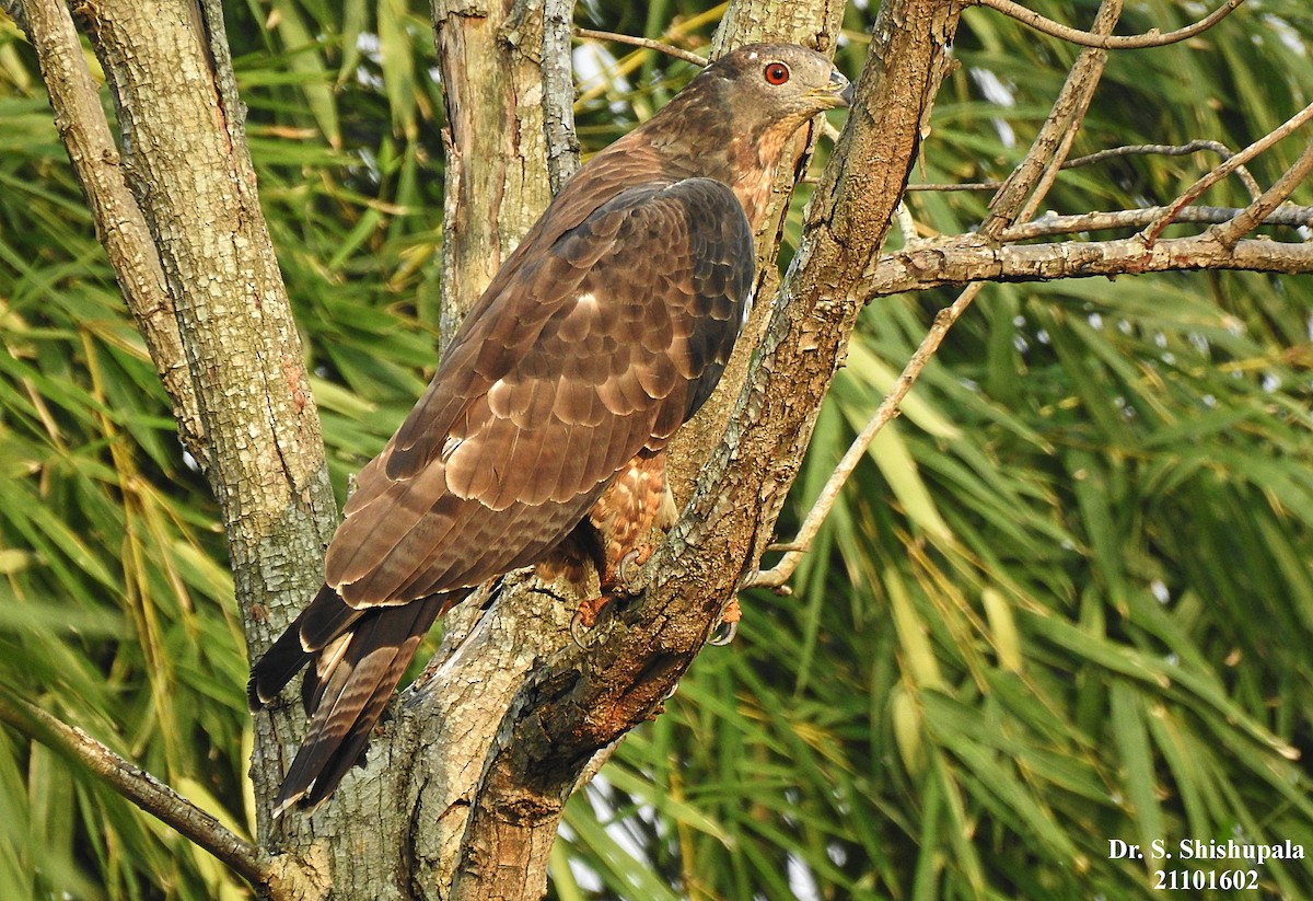 Oriental Honey-buzzard (Indomalayan) - ML381357941