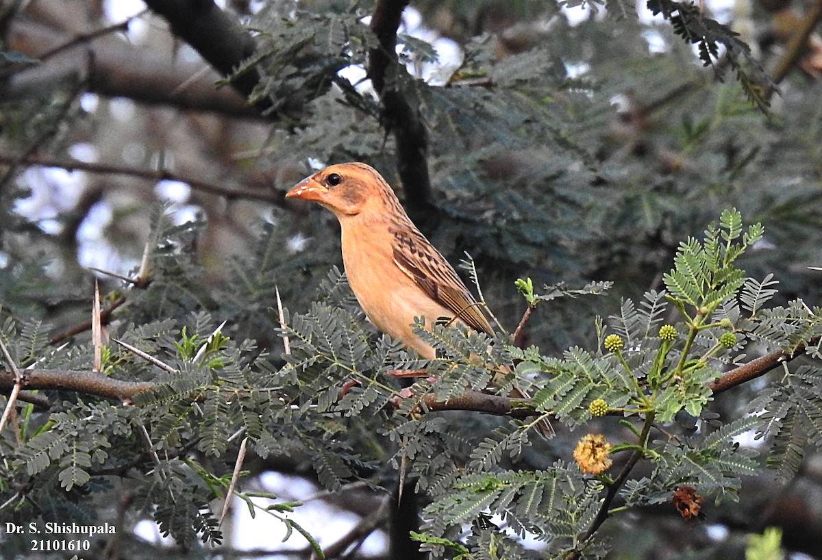 Baya Weaver - ML381357951
