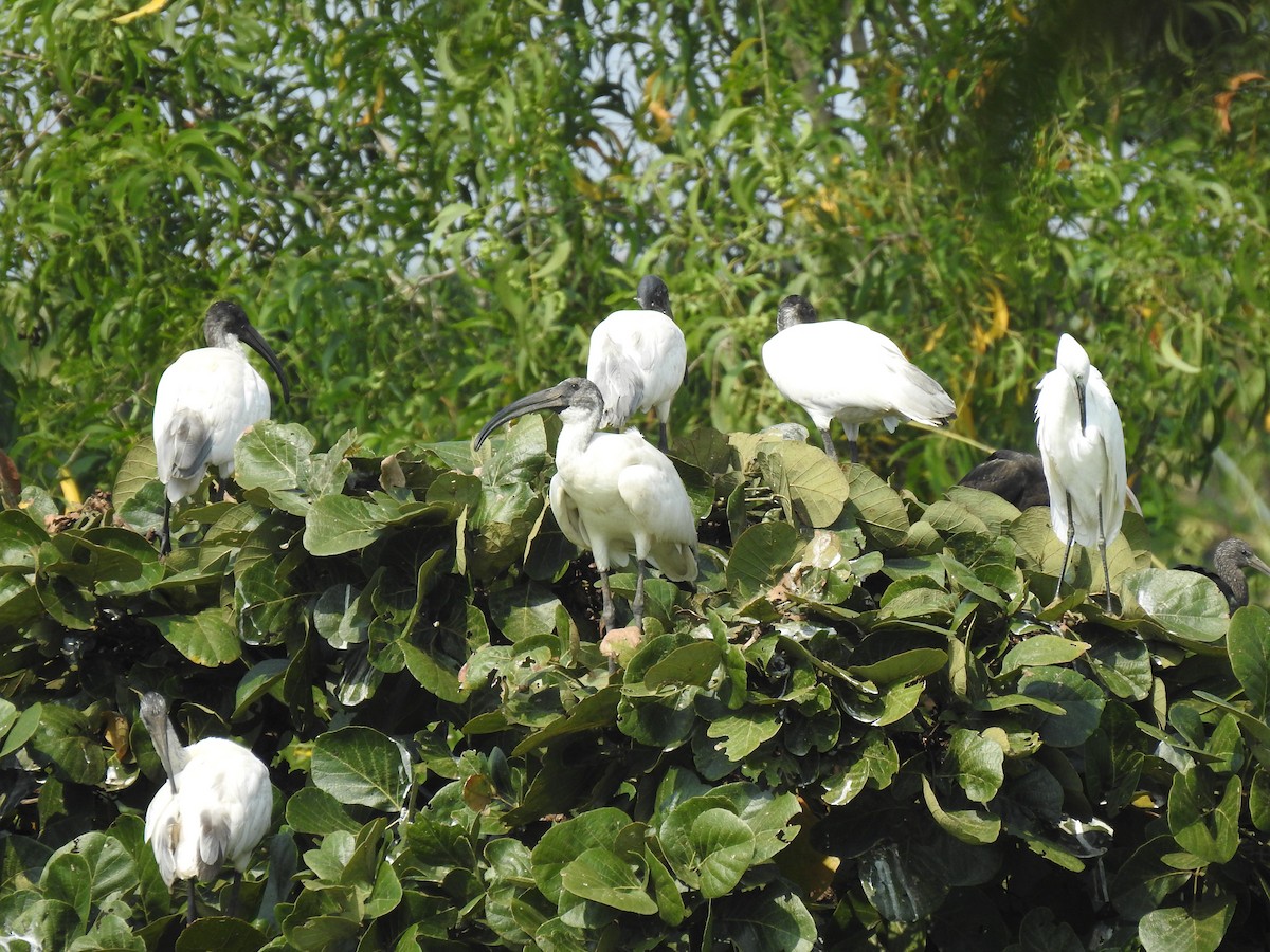 Ibis burubeltza - ML381357961