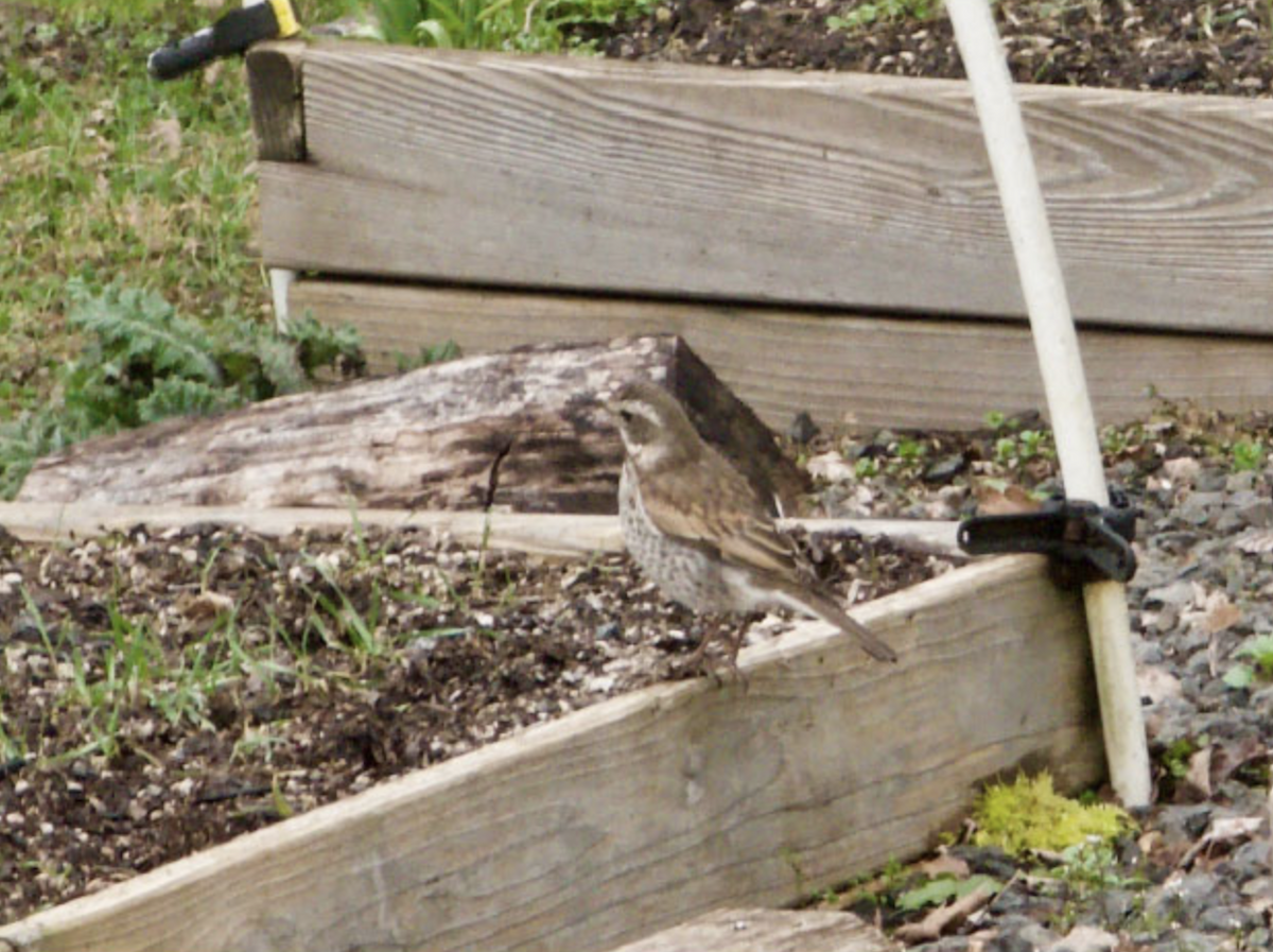 Dusky Thrush - Oregon Bird Records Committee OBRC