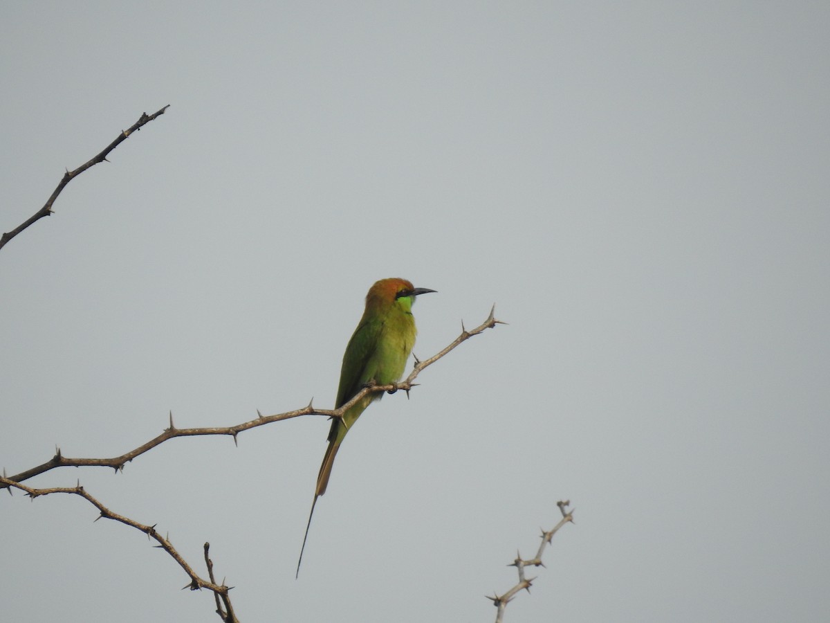 Asian Green Bee-eater - ML381358011