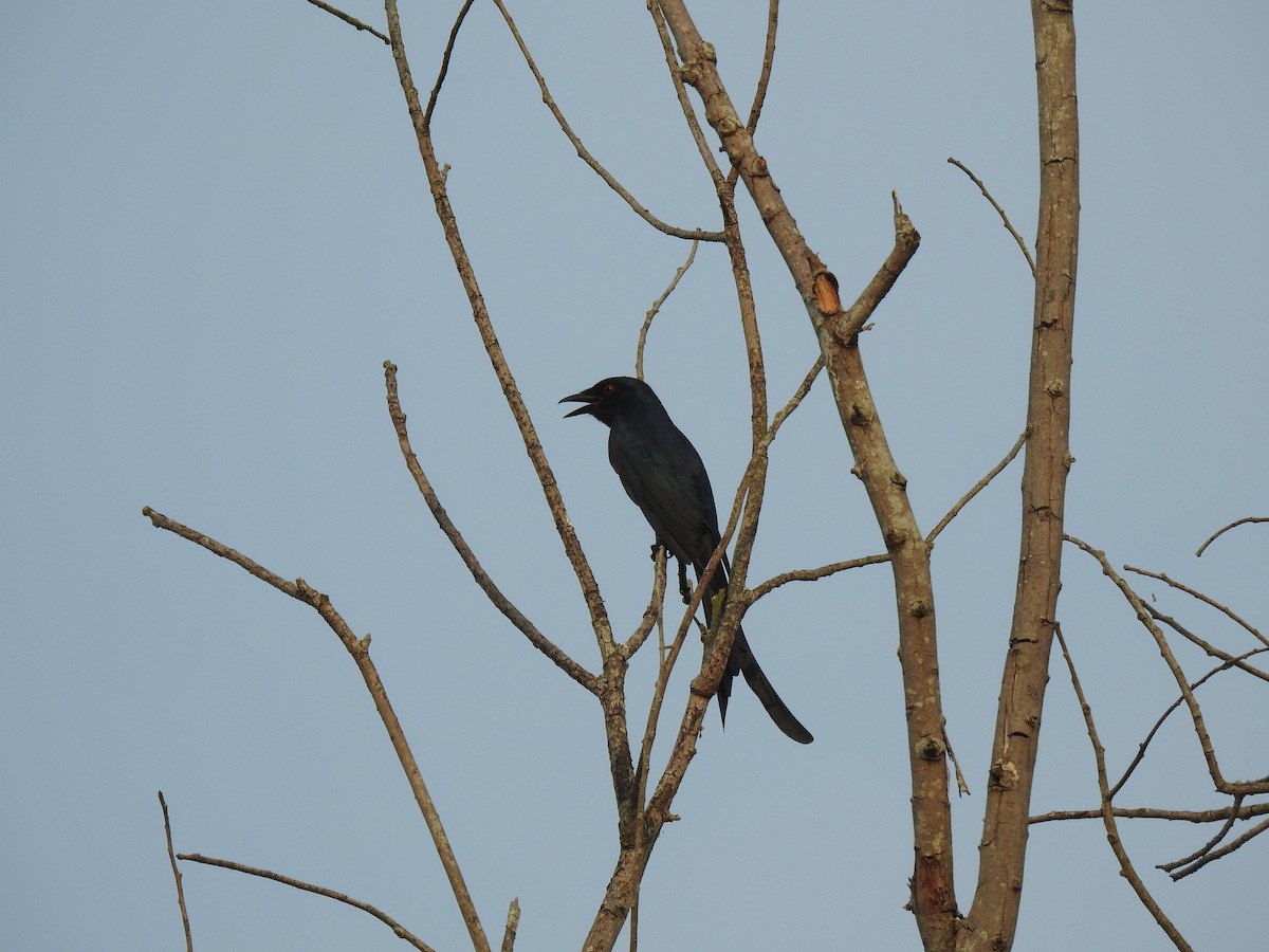 Black Drongo - ML381358031