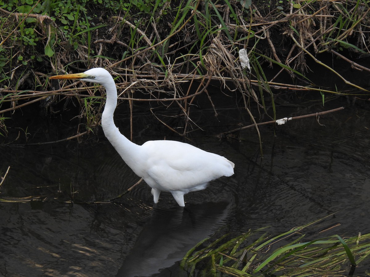 Цасч дэглий - ML381358171