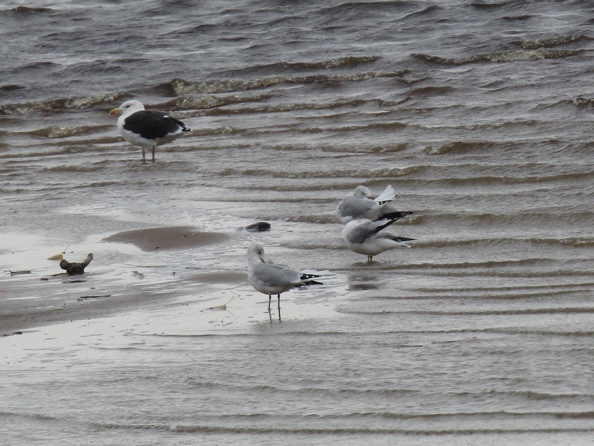 Great Black-backed Gull - ML38135831