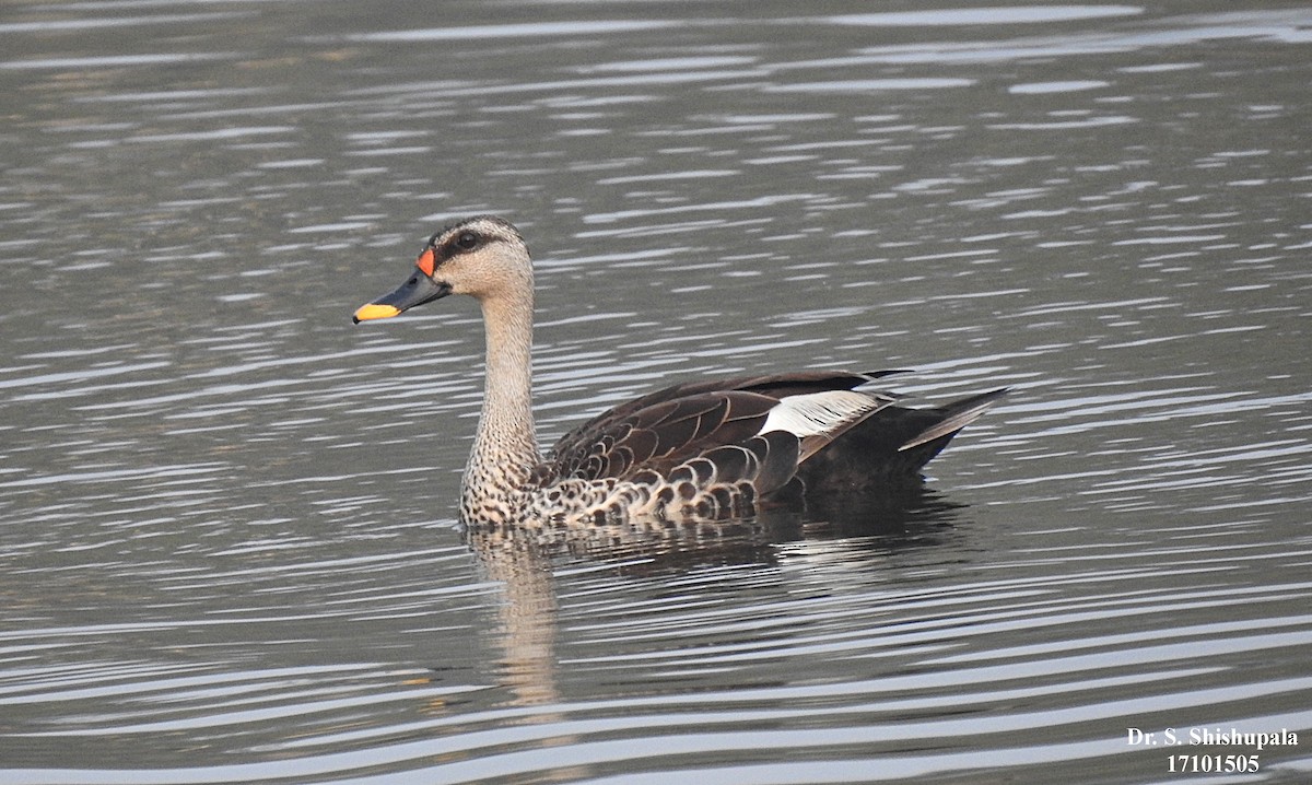Indian Spot-billed Duck - ML381358541