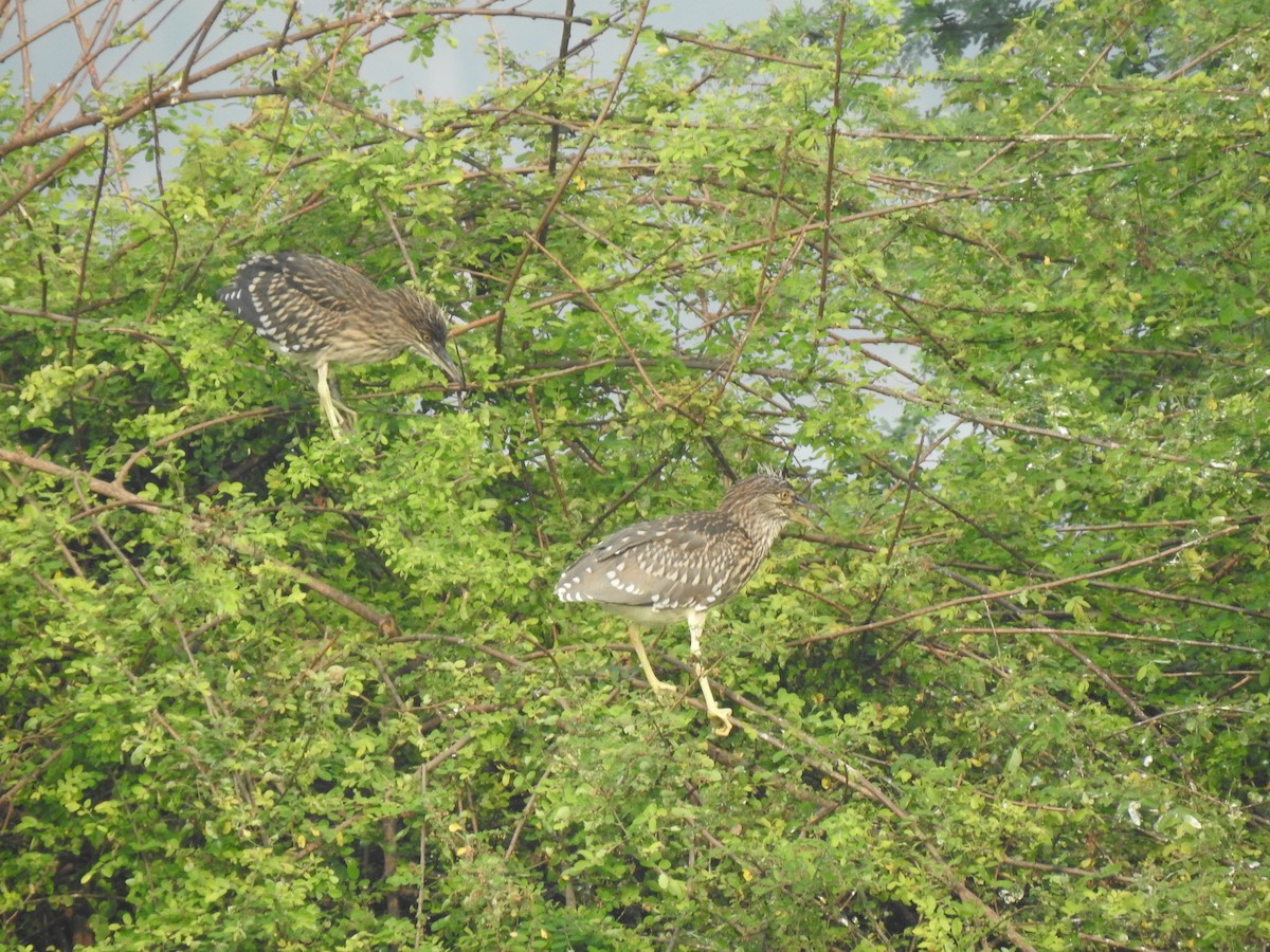 Black-crowned Night Heron - ML381358921