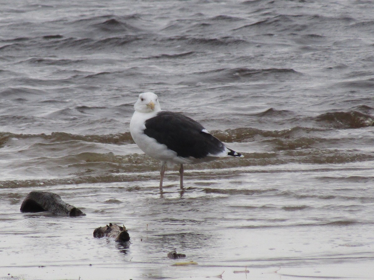 Great Black-backed Gull - ML38136061