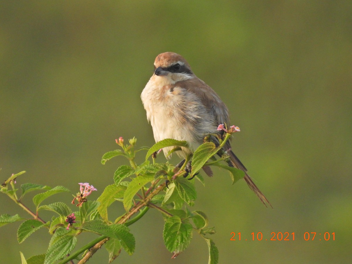 Brown Shrike - ML381360751