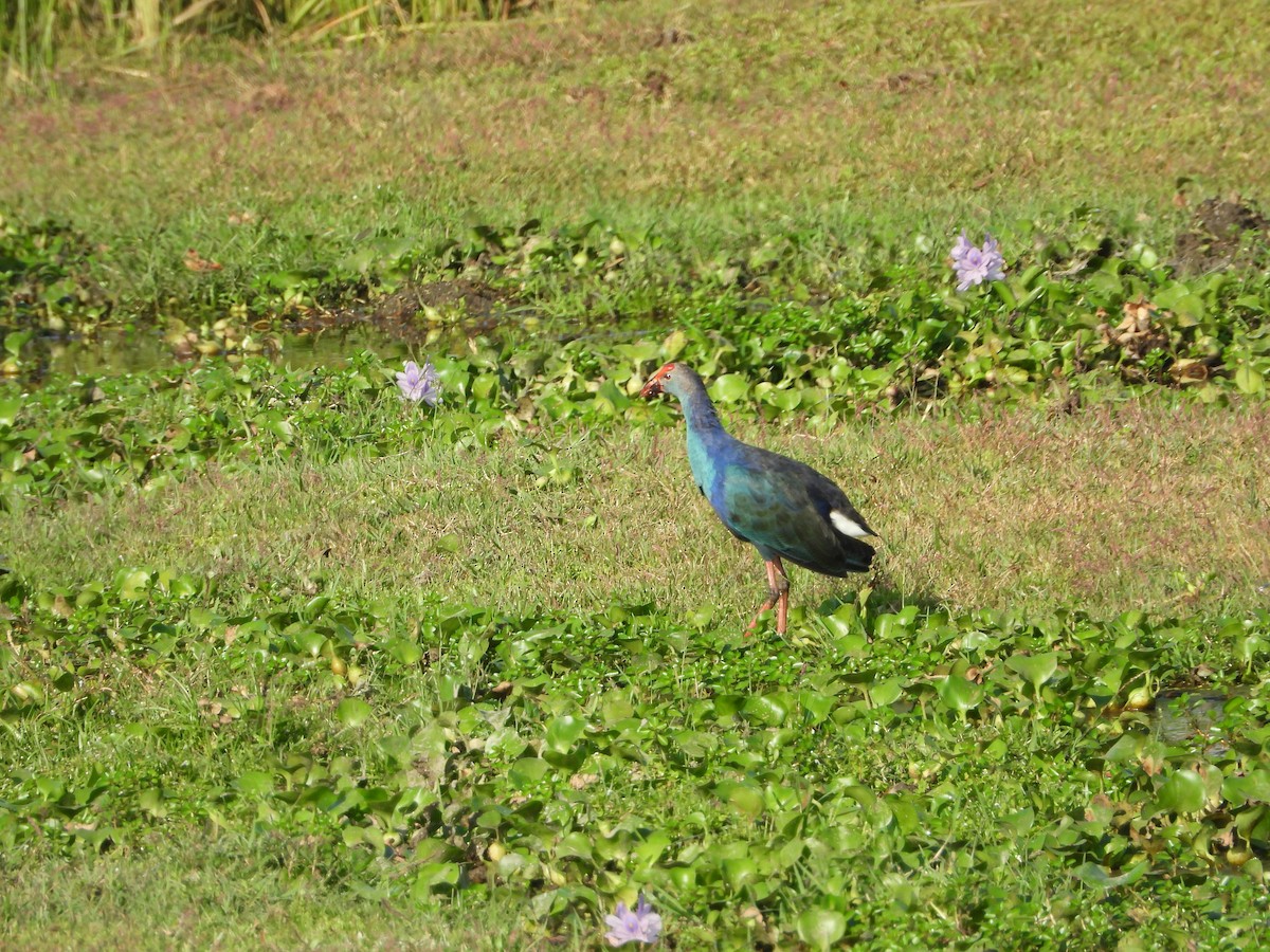 Gray-headed Swamphen - ML381362041