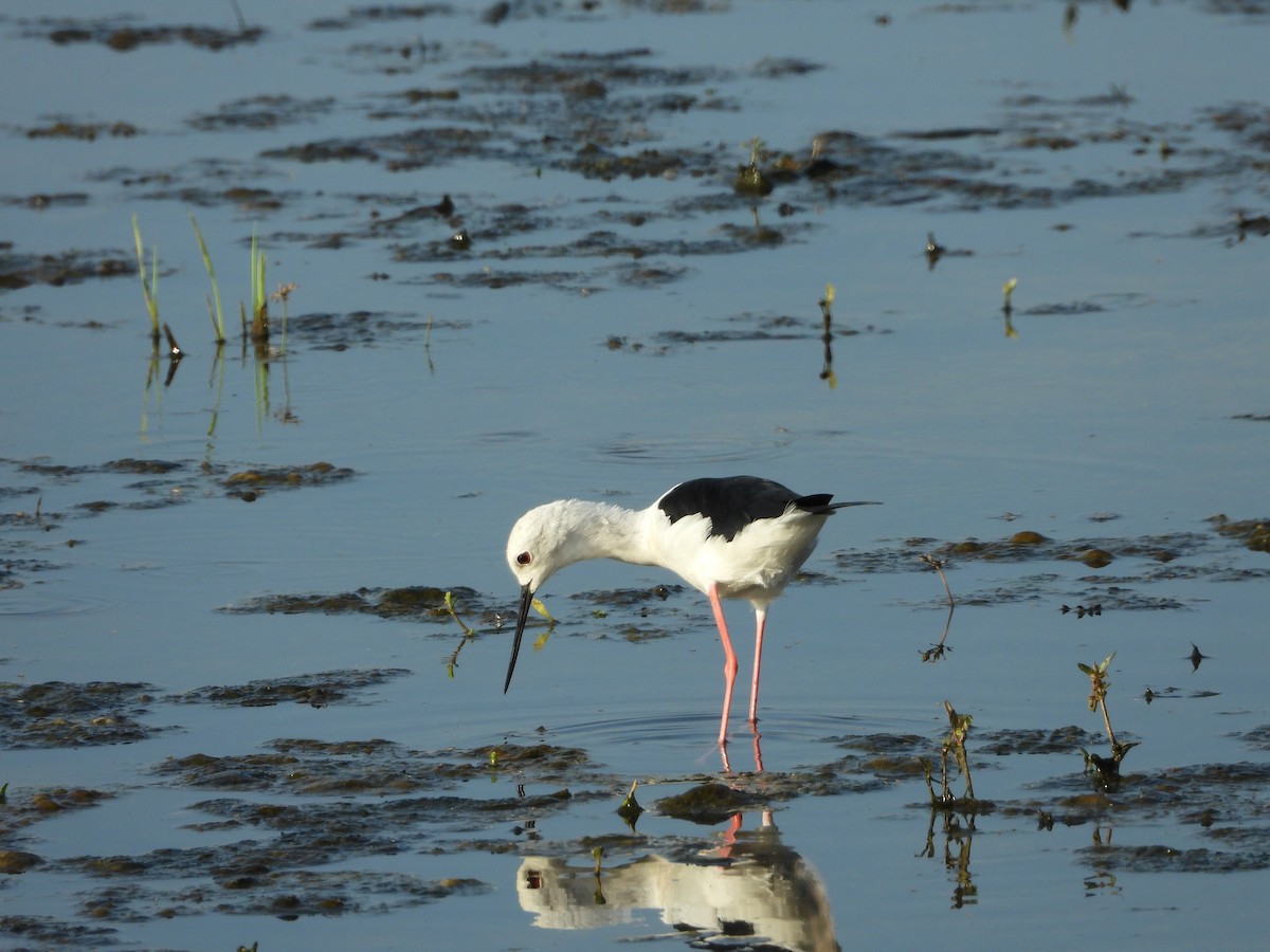 Black-winged Stilt - ML381362051