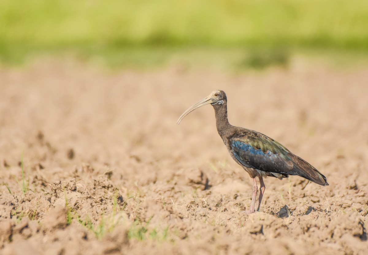 Red-naped Ibis - Parvez Shagoo