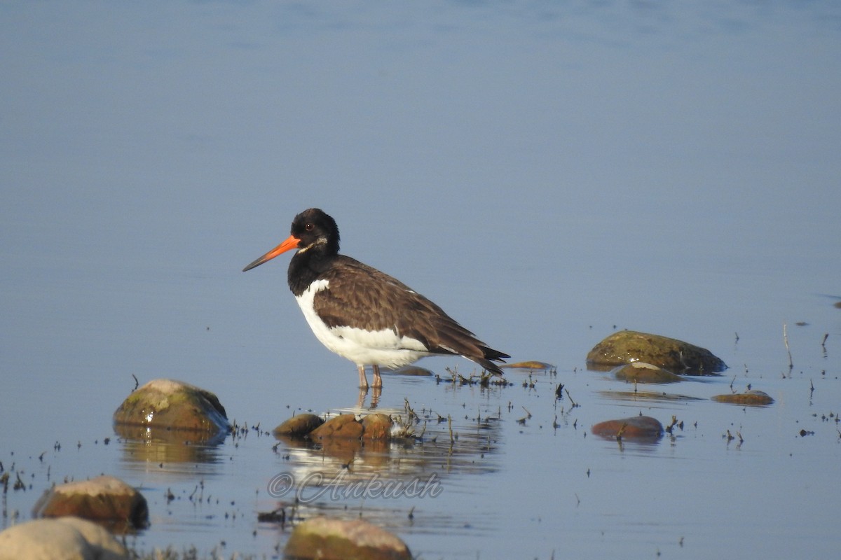 Eurasian Oystercatcher - Ankush Dhiman