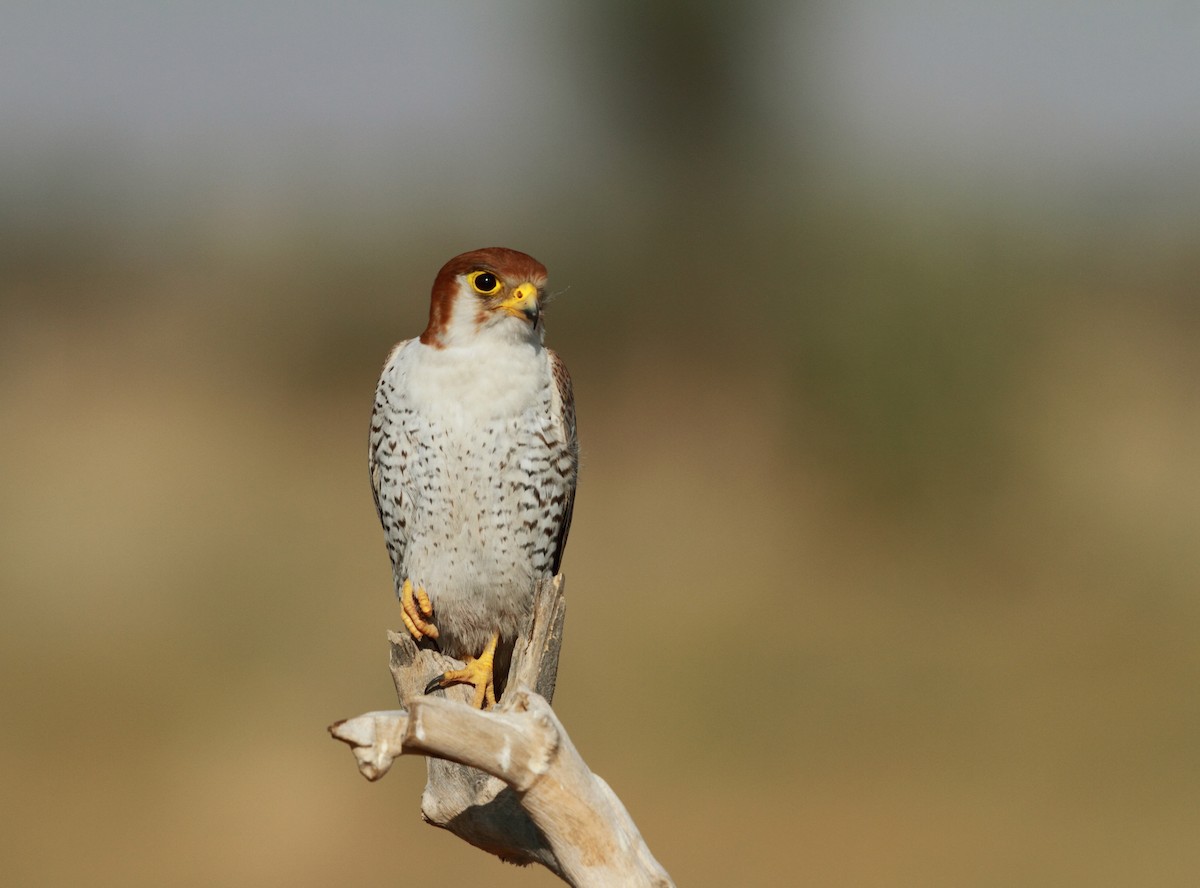 Red-necked Falcon - ML381363791