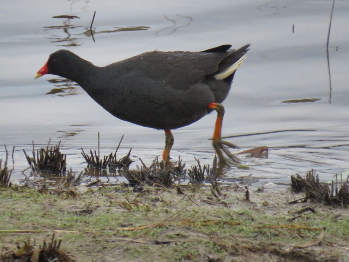 Dusky Moorhen - ML381363971