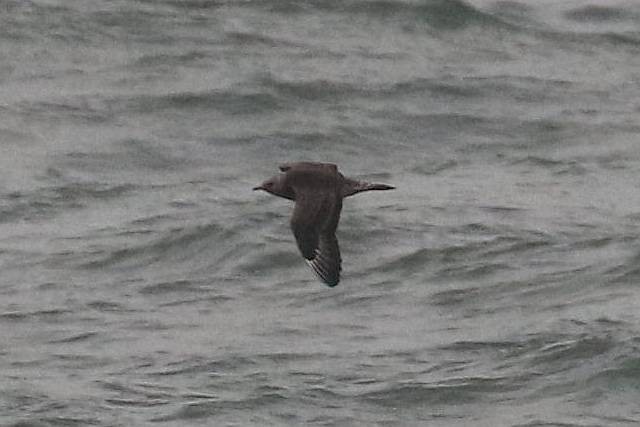 Parasitic Jaeger - ML381365601