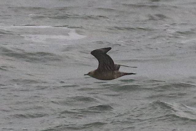 Parasitic Jaeger - ML381365611