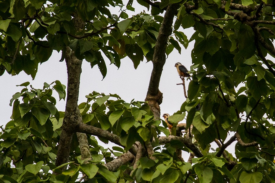 Collared Falconet - ML381365671