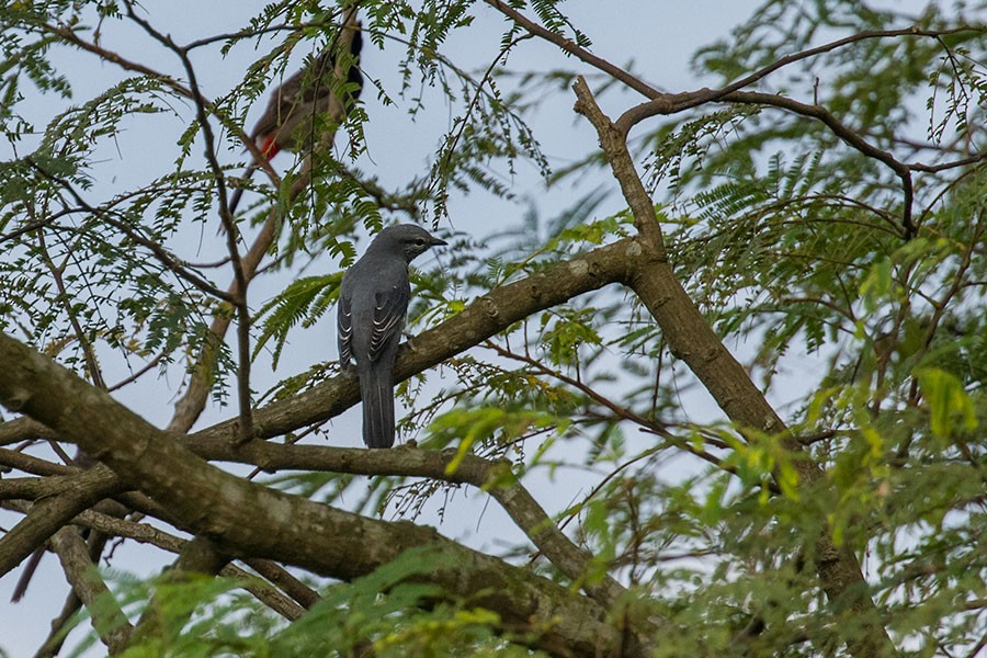 Black-winged Cuckooshrike - ML381366841