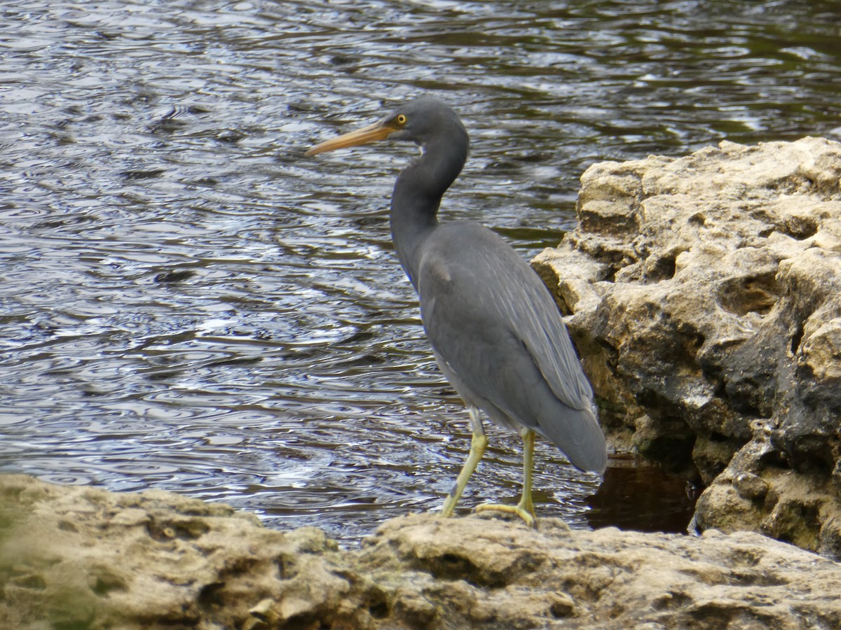 Pacific Reef-Heron - ML381367871