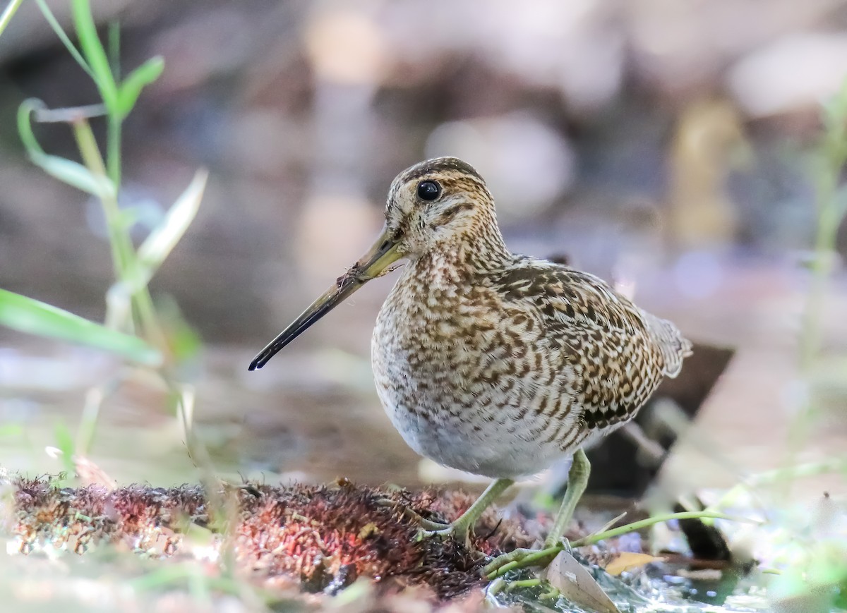 Pin-tailed Snipe - ML381368251