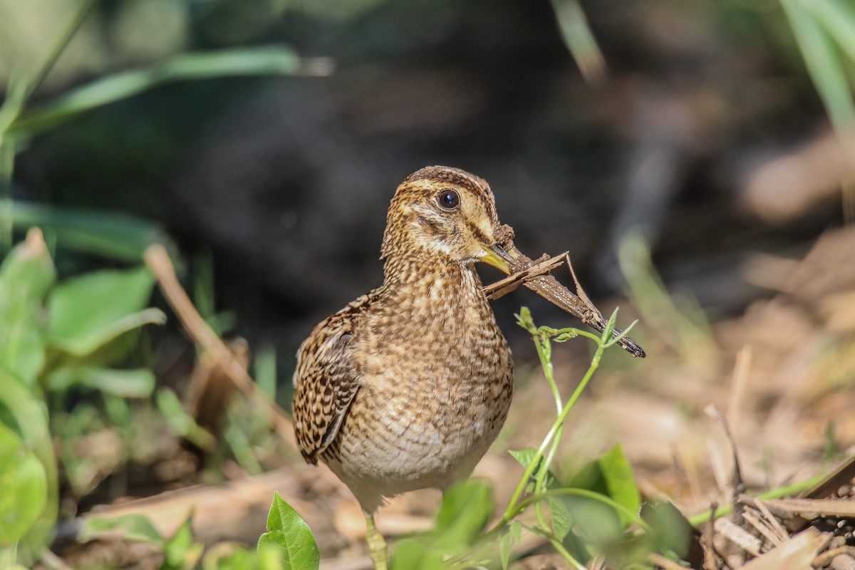 Pin-tailed Snipe - ML381368261