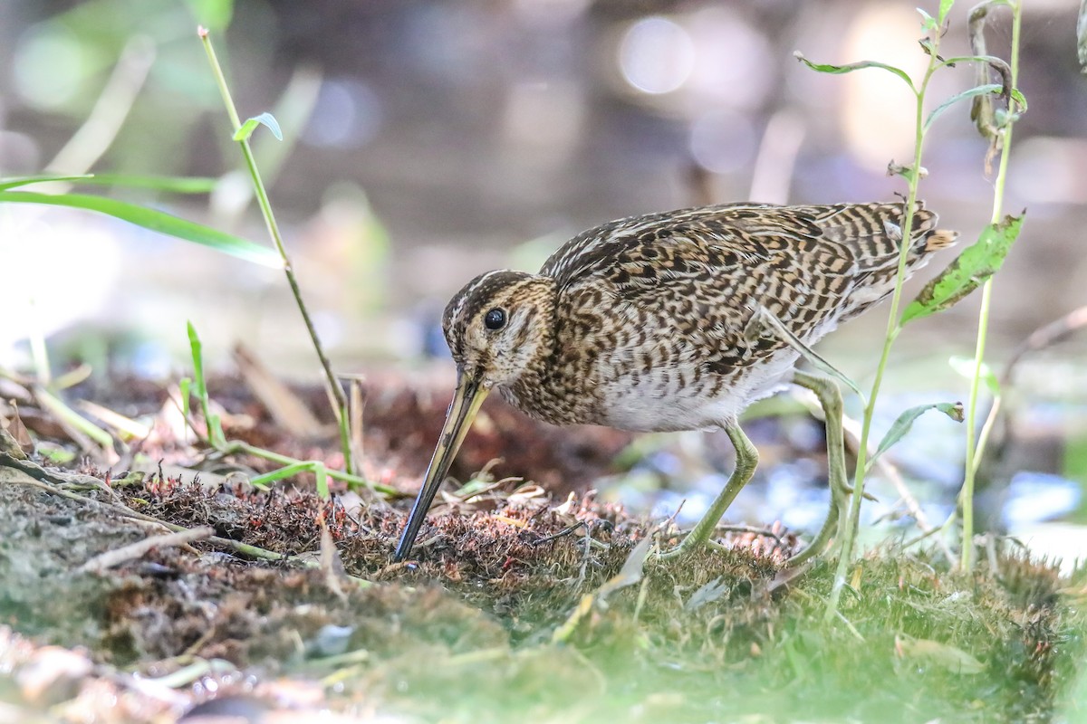 Pin-tailed Snipe - shahar yogev