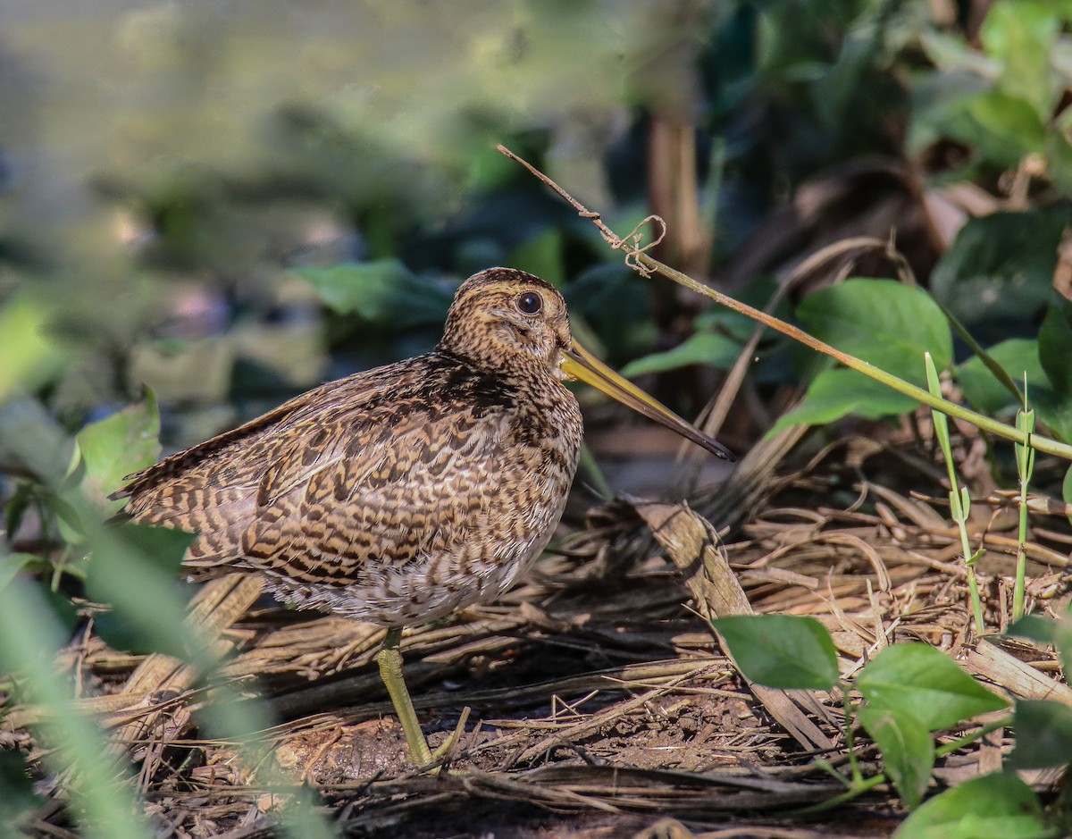 Pin-tailed Snipe - ML381368281