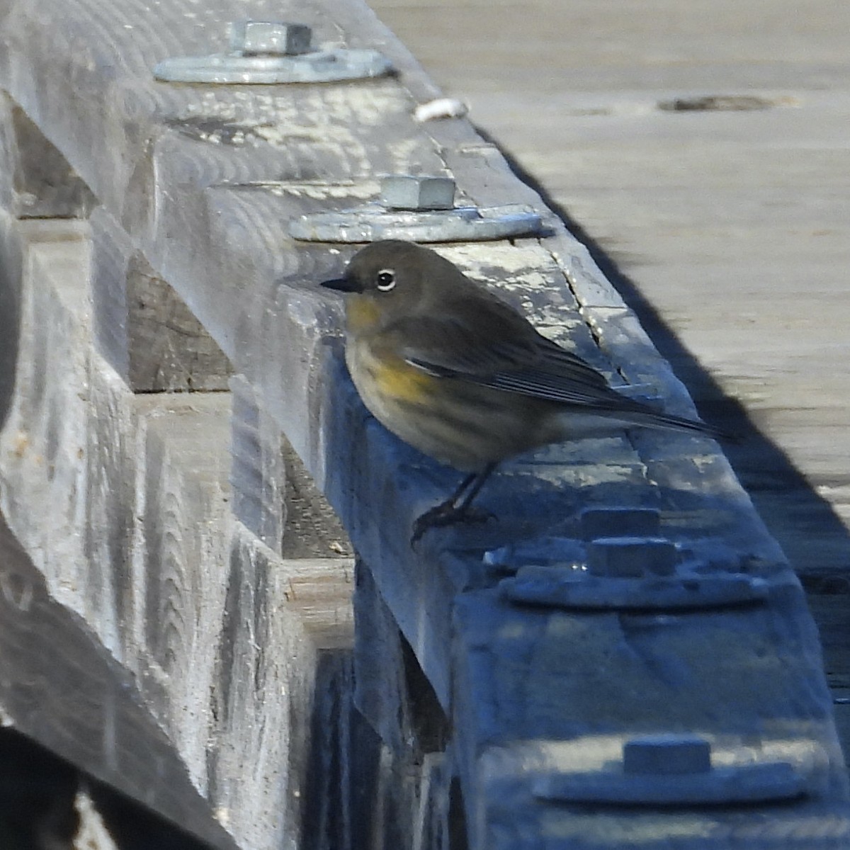 Yellow-rumped Warbler - ML381368381