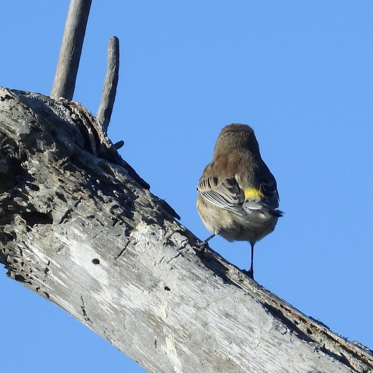 Yellow-rumped Warbler - ML381368451