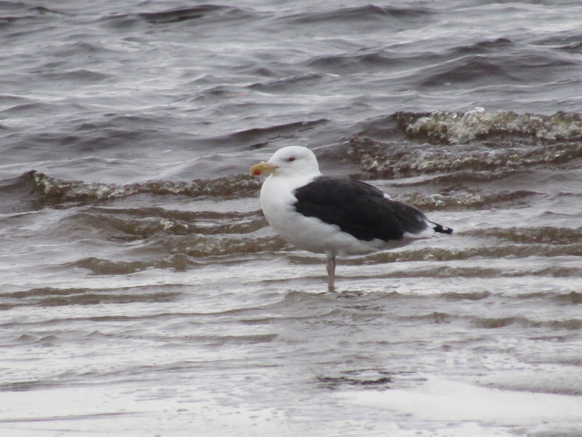 Great Black-backed Gull - ML38136851