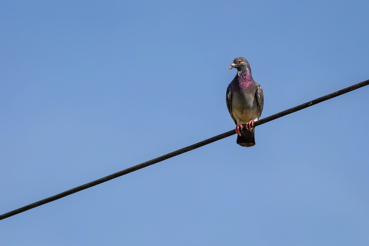 Rock Pigeon (Feral Pigeon) - ML381369321