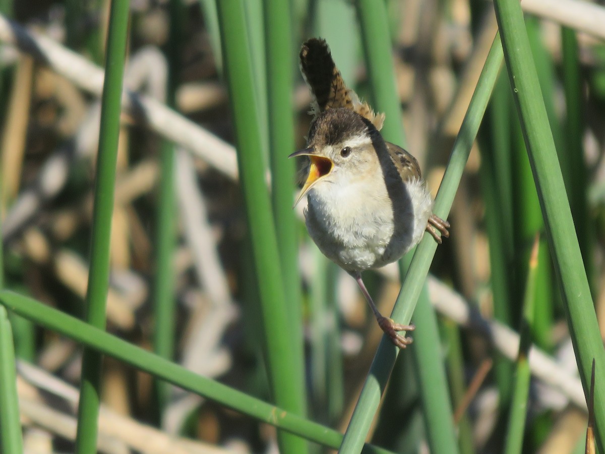 Marsh Wren - ML38136961