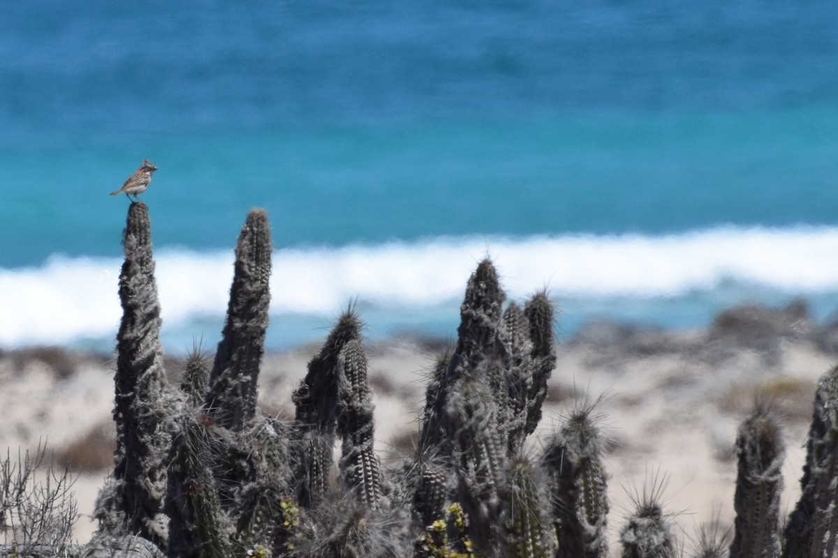 Rufous-collared Sparrow - ML38136981