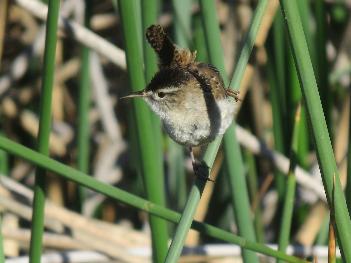 Marsh Wren - Kai Frueh