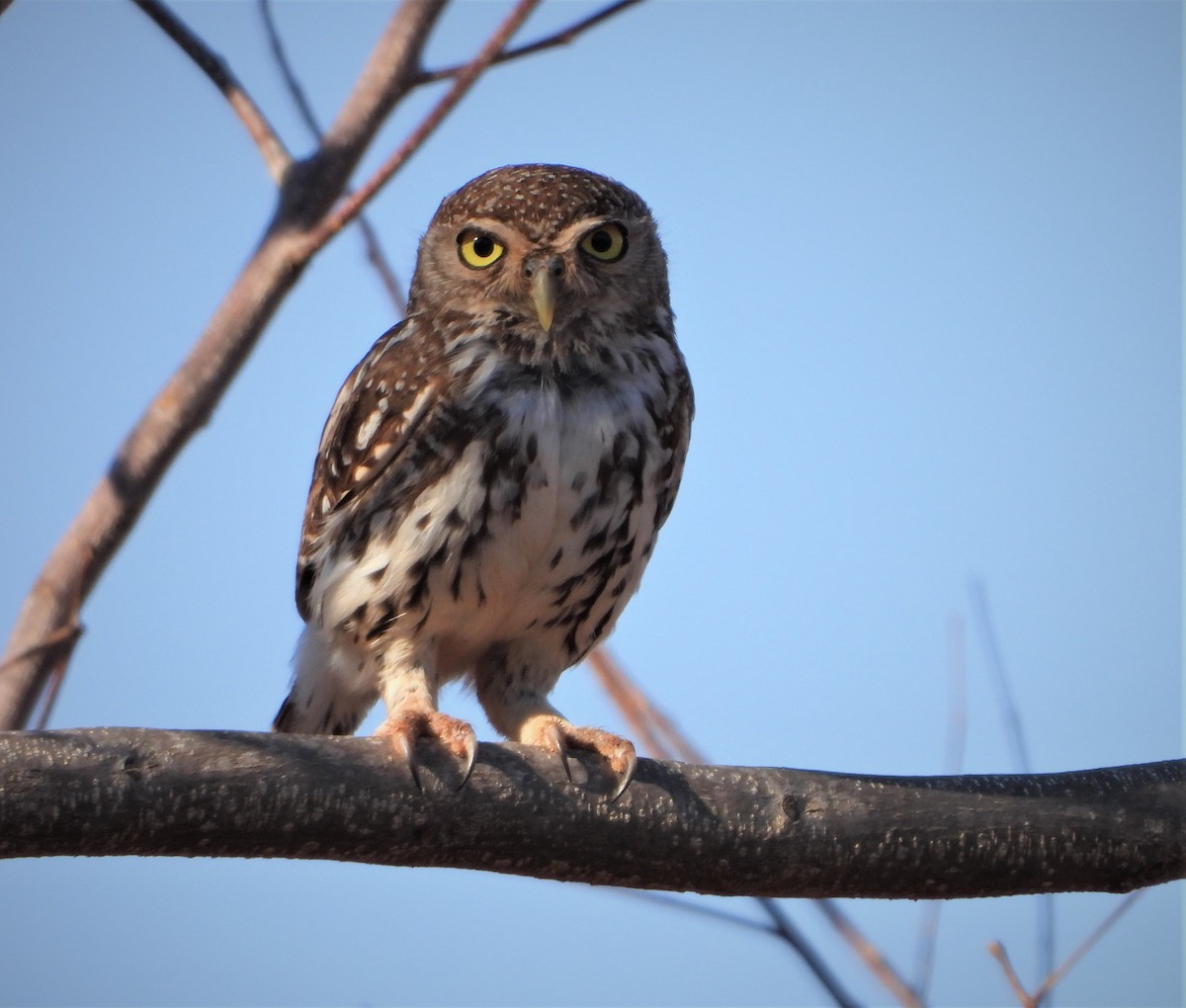 Pearl-spotted Owlet - ML381369931
