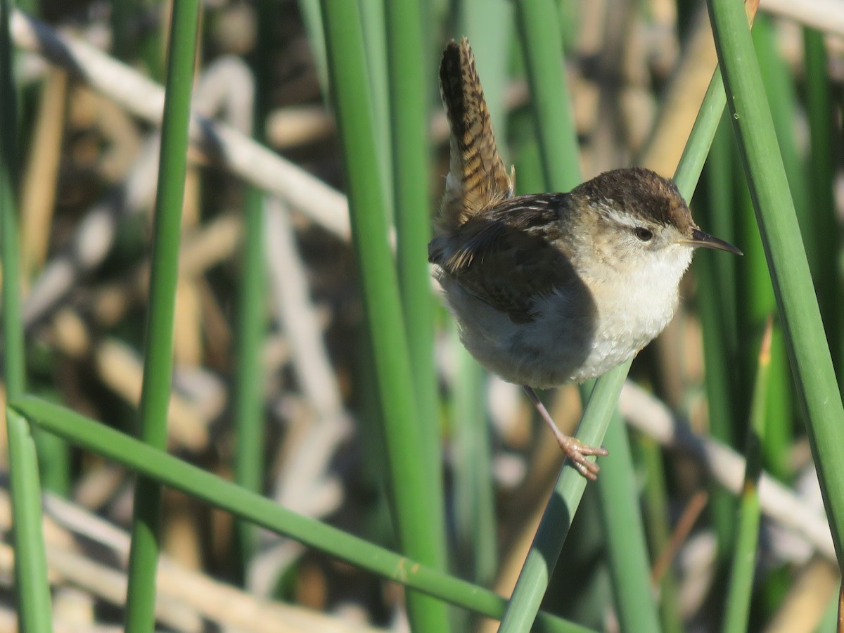 Marsh Wren - ML38137021