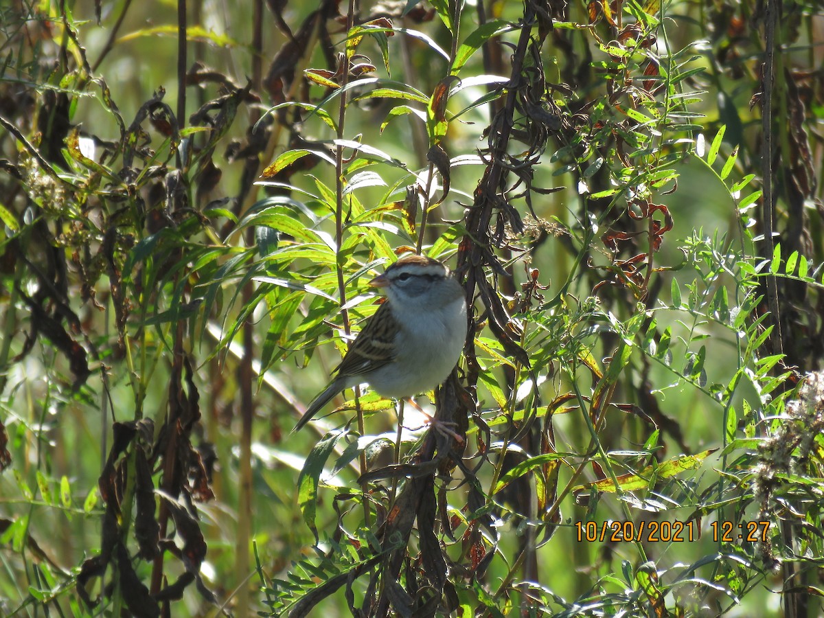 Chipping Sparrow - ML381371341