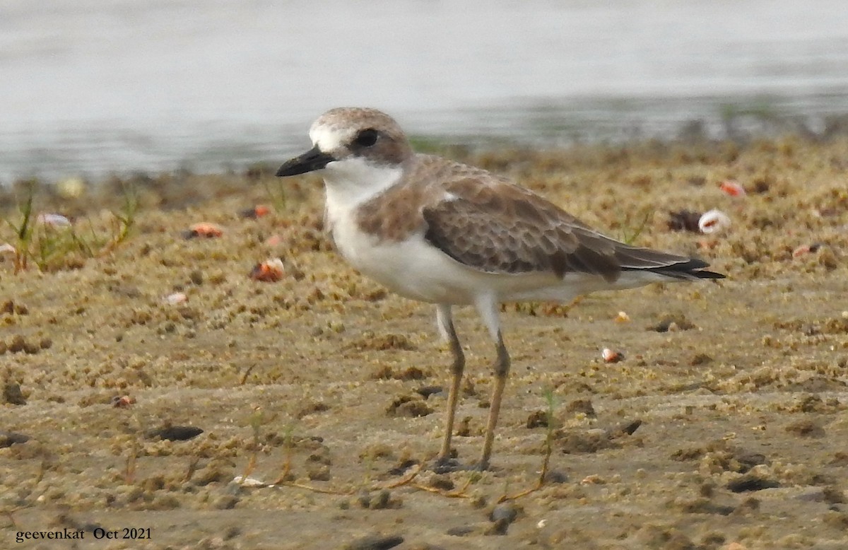 Greater Sand-Plover - Geetha  Venkataraman