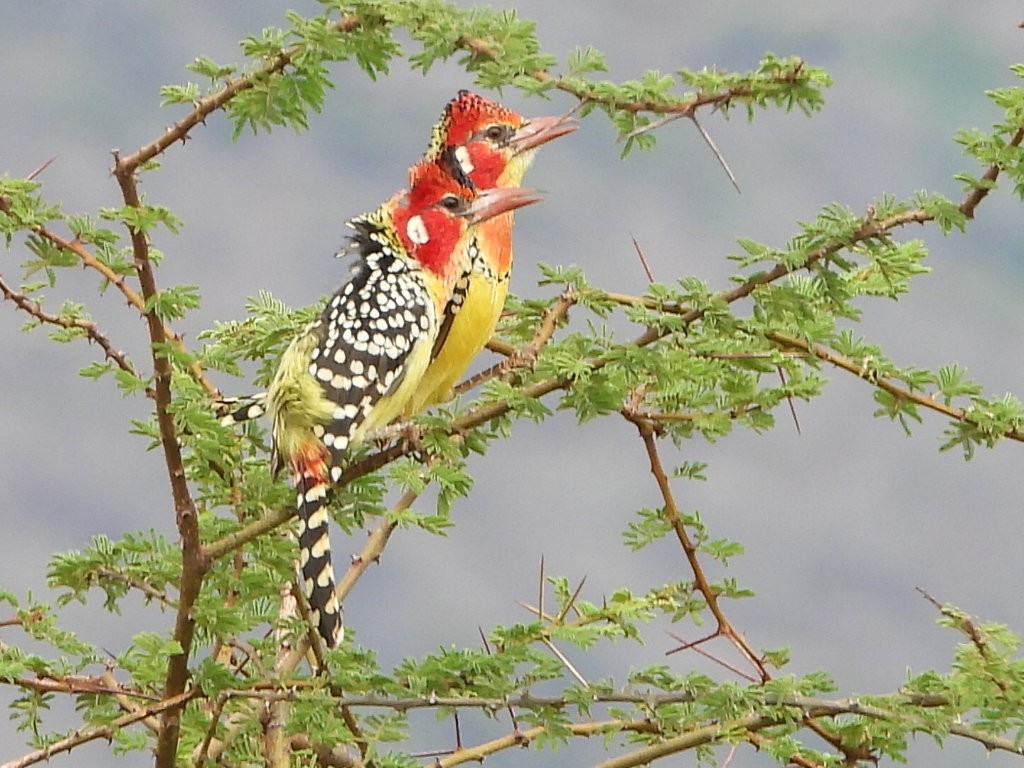 Red-and-yellow Barbet - ML381372291