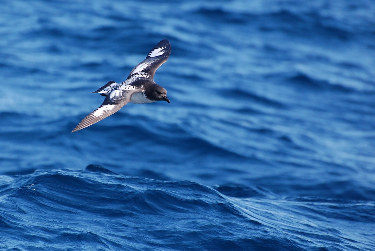 Cape Petrel - ML381372361