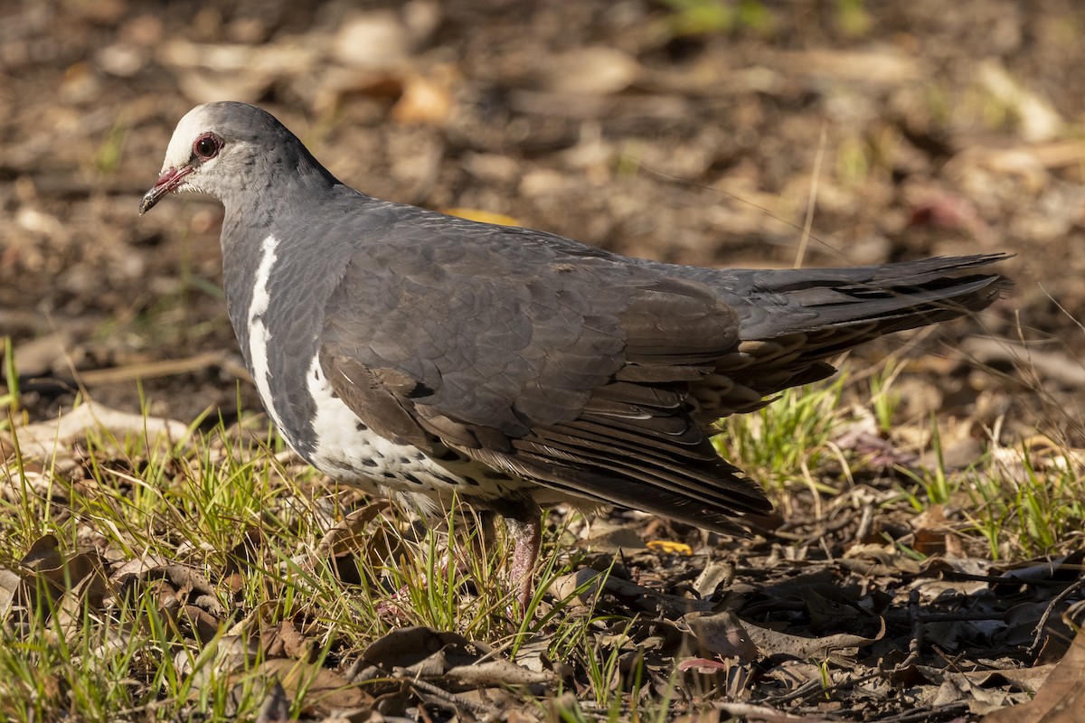 Wonga Pigeon - ML381373381